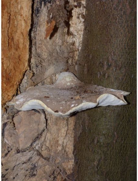 Archetypal fruit body on a longitudinal beech wound in Epping Forest, UK.